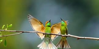 Com humanos confinados, natureza se expande