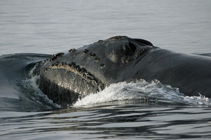 Fezes de baleias podem ser um dos maiores aliados na luta contra as mudanças climáticas – ainda mais que as árvores