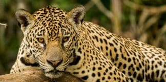 A humanidade matou 83% de todos os mamíferos selvagens e metade de todas as plantas: estudo