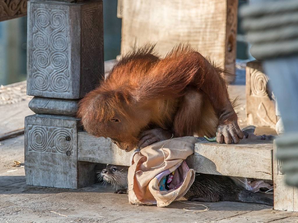 pensarcontemporaneo.com - Amigos improváveis: família orangotango fazendo amizade com um grupo de  lontras em fotos adoráveis ​​do zoológico