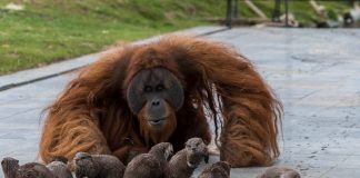 Amigos improváveis: família orangotango fazendo amizade com um grupo de  lontras em fotos adoráveis ​​do zoológico
