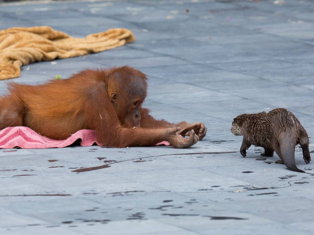 pensarcontemporaneo.com - Amigos improváveis: família orangotango fazendo amizade com um grupo de  lontras em fotos adoráveis ​​do zoológico