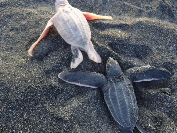 pensarcontemporaneo.com - Esta tartaruga albina é absolutamente deslumbrante