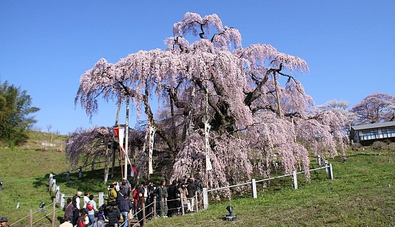 pensarcontemporaneo.com - Esta cerejeira de 1.000 anos de idade no Japão é um modelo para resiliência durante tempos difíceis