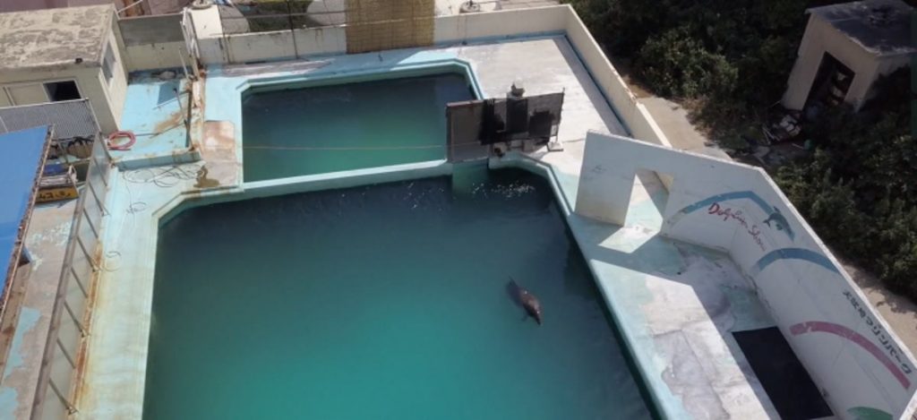 pensarcontemporaneo.com - Adeus, Mel: golfinho solitário morre em aquário japonês abandonado