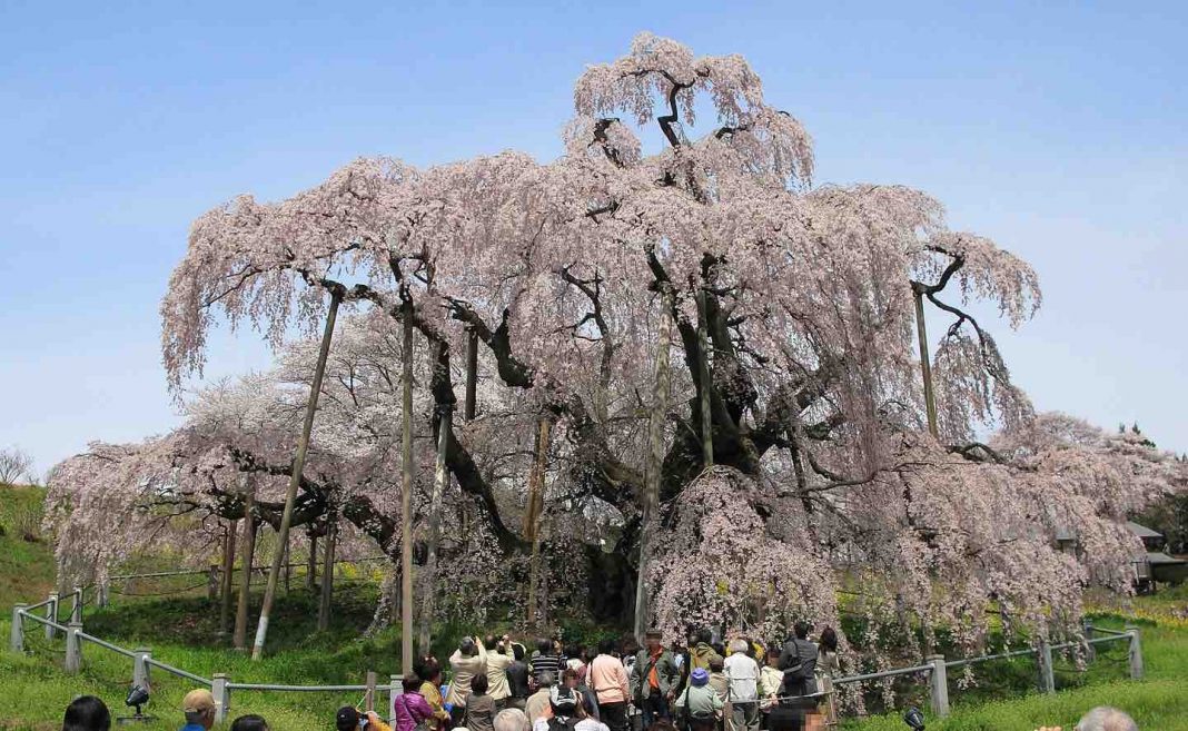 Esta cerejeira de 1.000 anos de idade no Japão é um modelo para resiliência durante tempos difíceis
