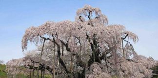 Esta cerejeira de 1.000 anos de idade no Japão é um modelo para resiliência durante tempos difíceis