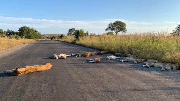 pensarcontemporaneo.com - Com o bloqueio dos humanos, leões aproveitam a estrada deserta para uma soneca na África do Sul