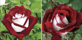 Esta rosa rara tem pétalas vermelhas e brancas e iluminará seu jardim