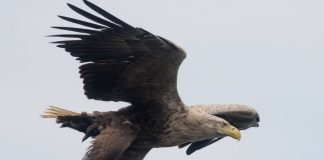 A águia cinzenta voa de volta aos céus da Inglaterra depois de 240 anos