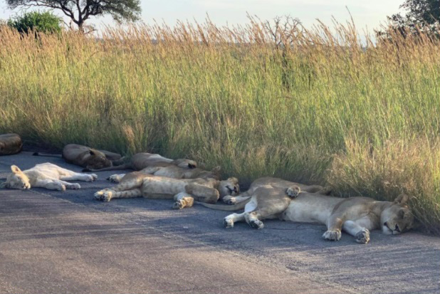 pensarcontemporaneo.com - Com o bloqueio dos humanos, leões aproveitam a estrada deserta para uma soneca na África do Sul