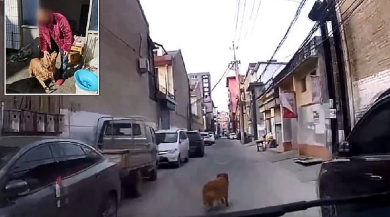 Cachorro conduz ambulância até a um beco e salva a vida de seu dono desmaiado