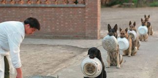 Cães policiais disciplinados esperam em fila para serem alimentados