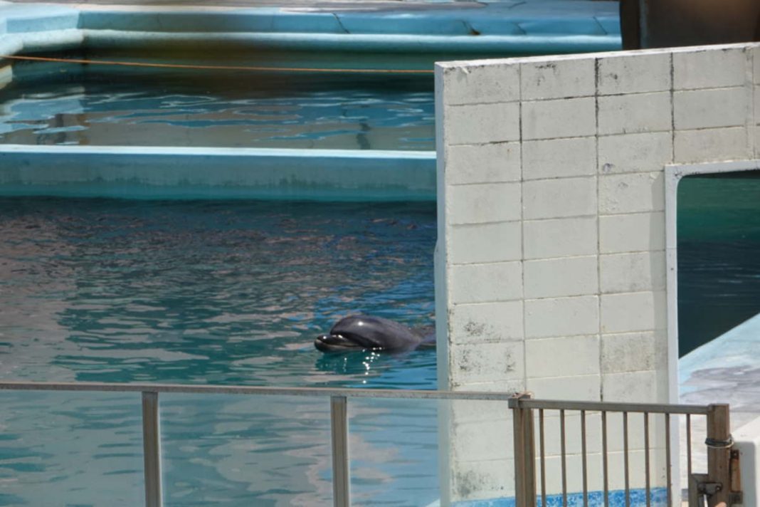 Adeus, Mel: golfinho solitário morre em aquário japonês abandonado