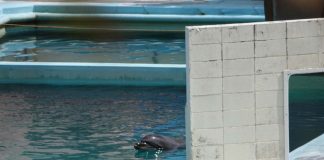 Adeus, Mel: golfinho solitário morre em aquário japonês abandonado