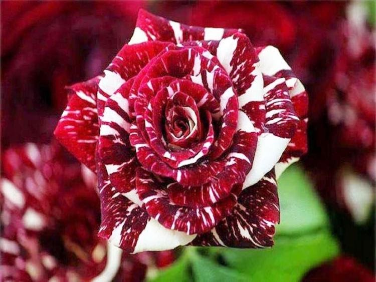 pensarcontemporaneo.com - Esta rosa rara tem pétalas vermelhas e brancas e iluminará seu jardim