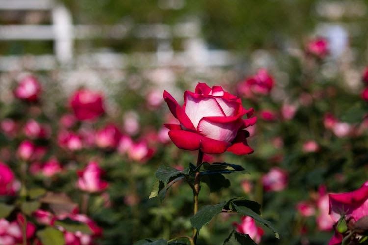 pensarcontemporaneo.com - Esta rosa rara tem pétalas vermelhas e brancas e iluminará seu jardim