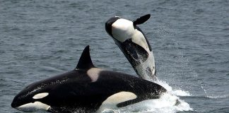 As avós orcas vivem muito tempo para proteger e cuidar de seus netos – aponta estudo