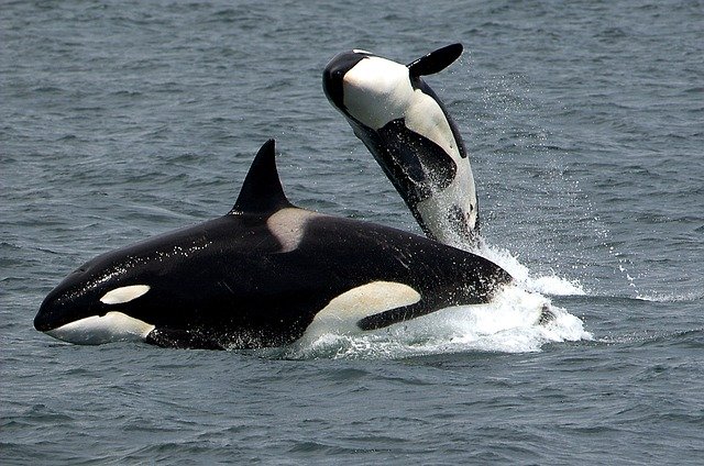 As avós orcas vivem muito tempo para proteger e cuidar de seus netos – aponta estudo