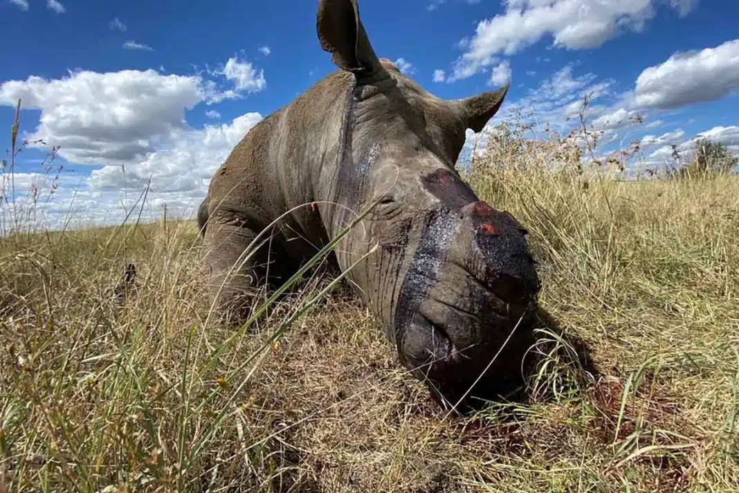 Com o bloqueio, os caçadores furtivos podem agir sem perturbações e estão massacrando os rinocerontes
