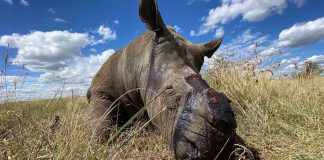 Com o bloqueio, os caçadores furtivos podem agir sem perturbações e estão massacrando os rinocerontes