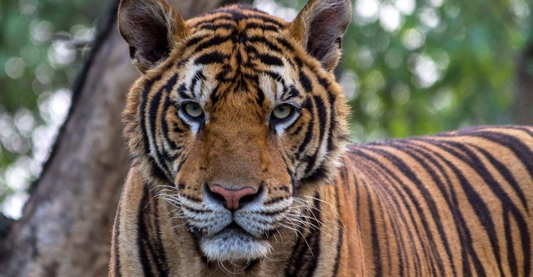 Tigre testa positivo para coronavírus no zoológico de Nova York. Ele foi infectado pelo cuidador