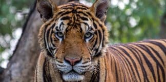 Tigre testa positivo para coronavírus no zoológico de Nova York. Ele foi infectado pelo cuidador