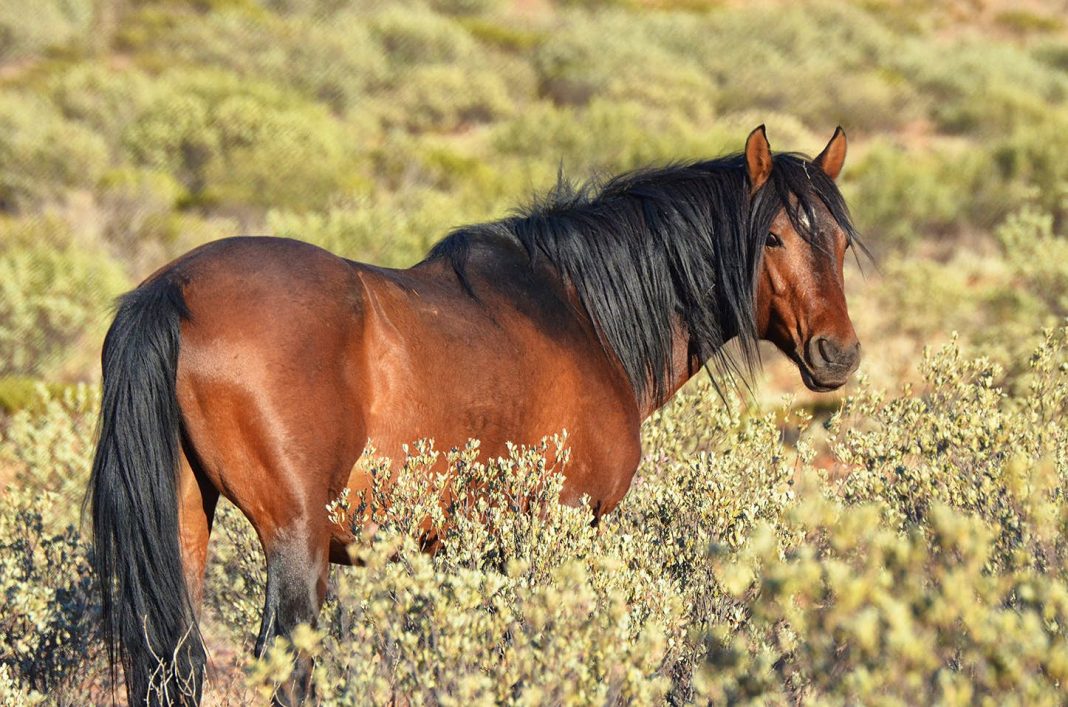 Justiça autoriza abate de cavalos selvagens em parques nacionais australianos