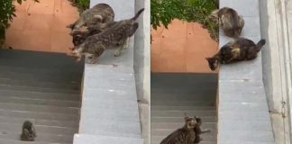 Gatinhos se unem para resgatar filhote que ficou para trás em vídeo lindo