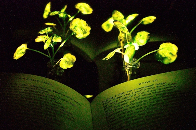pensarcontemporaneo.com - Cientistas criam plantas que brilham e que até podem iluminar casas