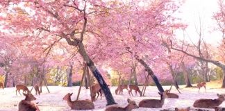 Dezenas de cervos descansam sob as cerejeiras em flor no Japão