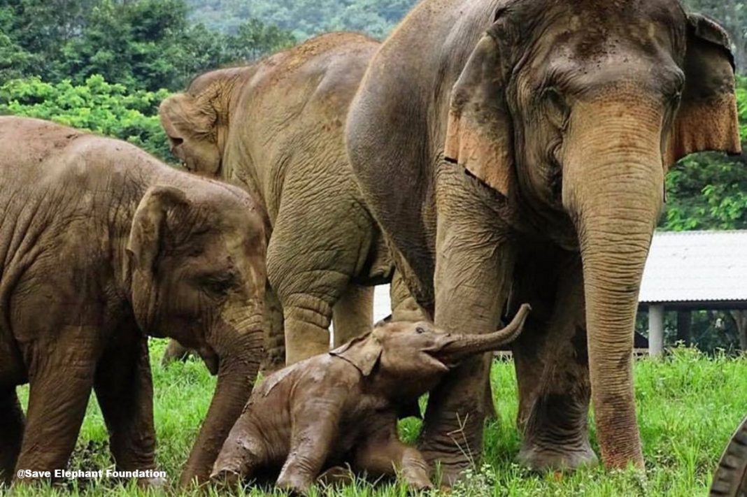 1.500 elefantes foram devolvidos à natureza após o fechamento de atrações turísticas na Tailândia