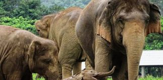 1.500 elefantes foram devolvidos à natureza após o fechamento de atrações turísticas na Tailândia