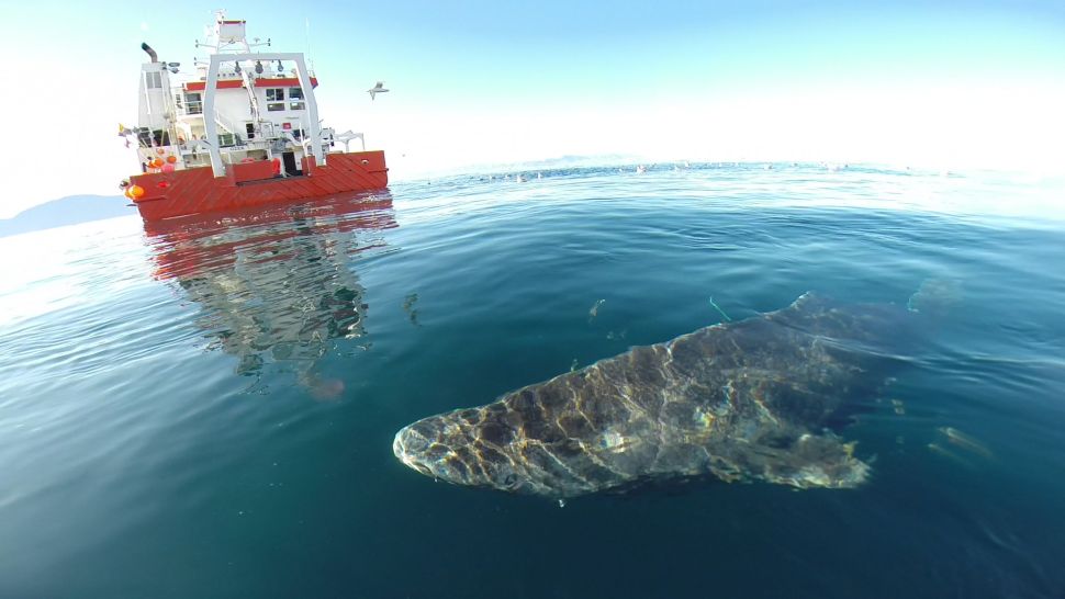 pensarcontemporaneo.com - Cientistas descobrem que tubarão da Groenlândia de 400 anos provavelmente nasceu por volta de 1620