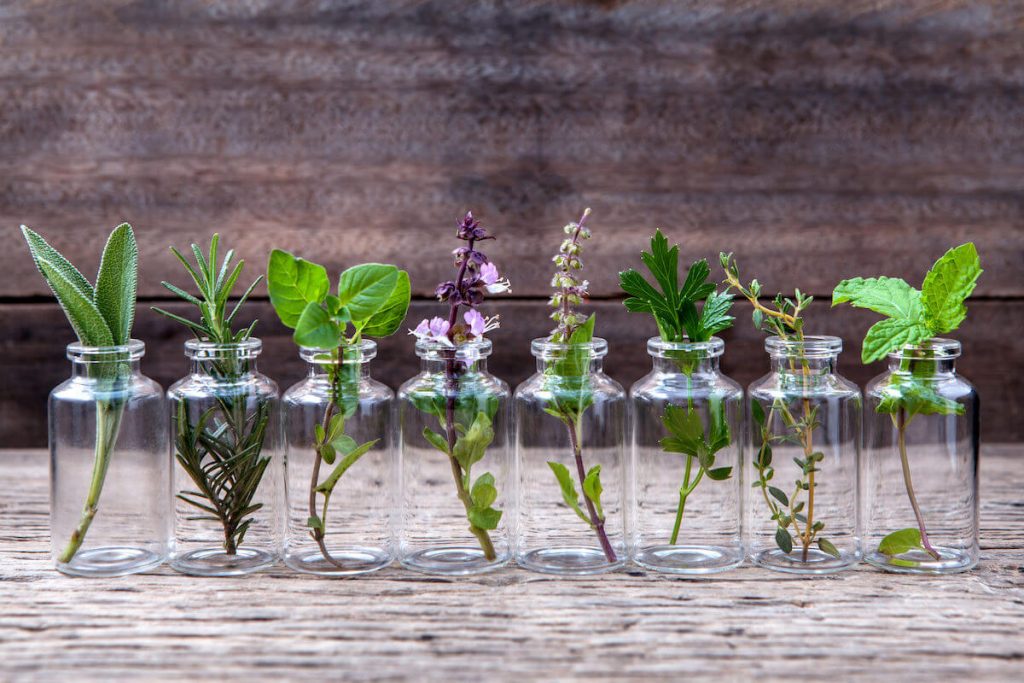 10 ervas que você pode cultivar dentro d’água durante todo o ano