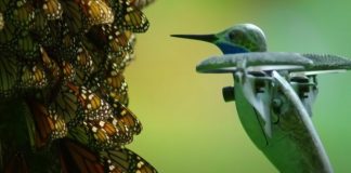 Assista a um enxame de borboletas monarca (filmado por um drone disfarçado de beija-flor)