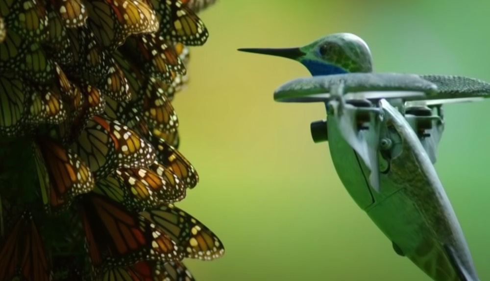 Assista a um enxame de borboletas monarca (filmado por um drone disfarçado de beija-flor)