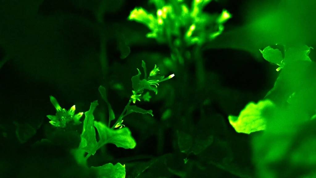 pensarcontemporaneo.com - Cientistas criam plantas que brilham e que até podem iluminar casas
