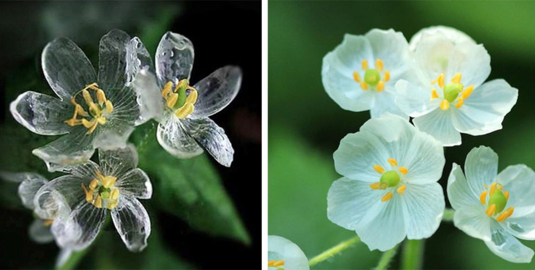 Conheça a flor rara que fica transparente quando molhada
