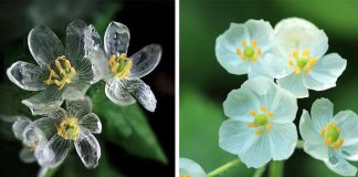 Conheça a flor rara que fica transparente quando molhada
