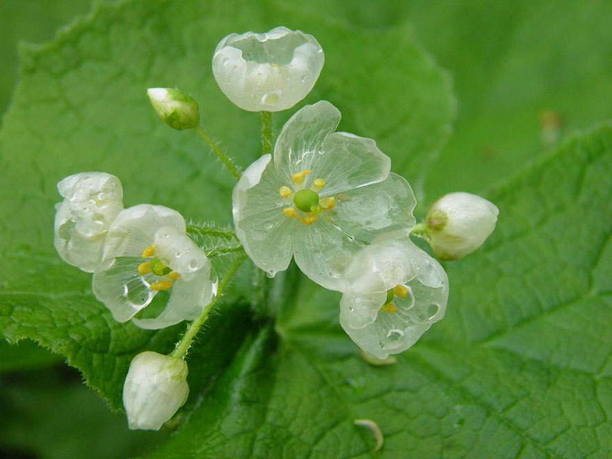 pensarcontemporaneo.com - Conheça a flor rara que fica transparente quando molhada