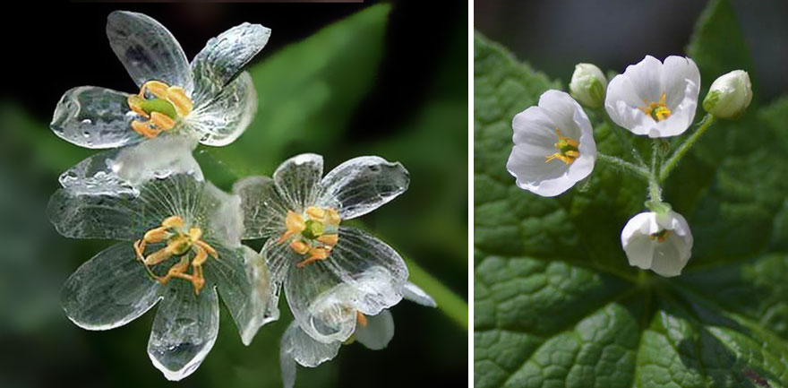 pensarcontemporaneo.com - Conheça a flor rara que fica transparente quando molhada