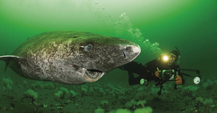 Cientistas descobrem que tubarão da Groenlândia de 400 anos provavelmente nasceu por volta de 1620