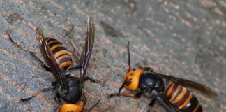 No meio da pandemia, os EUA enfrentam outro invasor: as “vespas assassinas”