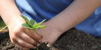 Jardinagem é bom para as crianças e as ensina a desenvolver paciência, responsabilidade e bondade
