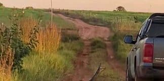 Cobra de sete metros ataca família dentro de carro: vídeo