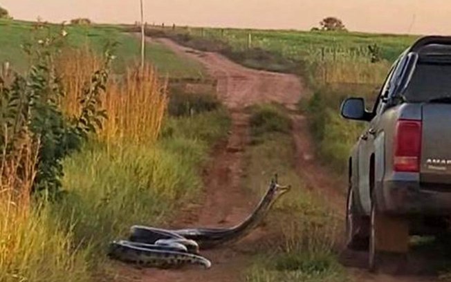 Cobra de sete metros ataca família dentro de carro: vídeo