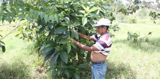 Pesquisador de medicina natural e guia espiritual Maia, acusado de bruxaria, é queimado vivo na Guatemala