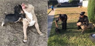 Policiais ‘prendem’ porco e pit bull por fazerem arruaça na casa de vizinha