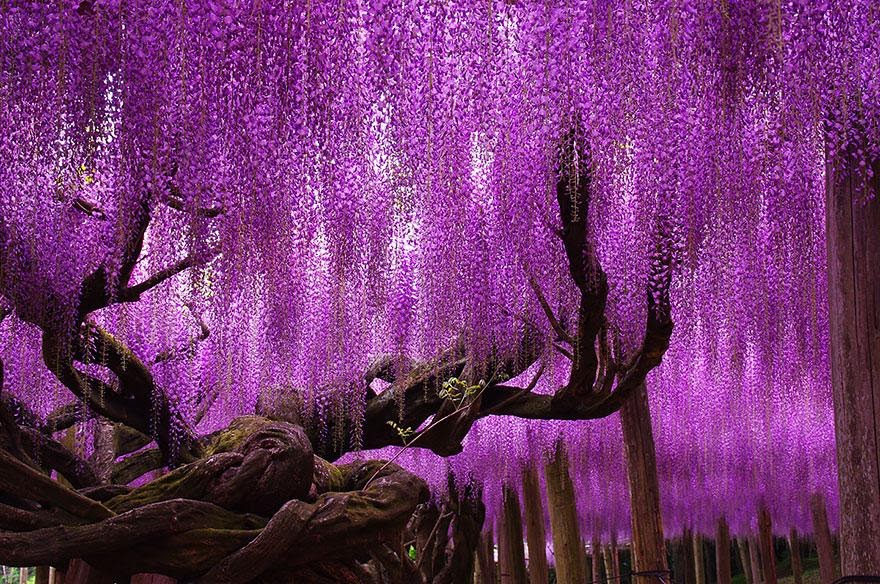 pensarcontemporaneo.com - Esta glicínia de 149 anos no Japão parece uma cachoeira encantada que nunca toca o chão